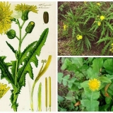 Kako se nositi sa čičkom u bašti